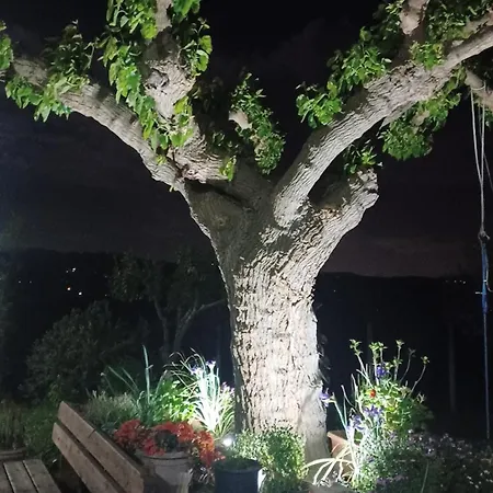 Sentiero Degli Ulivi Mascia